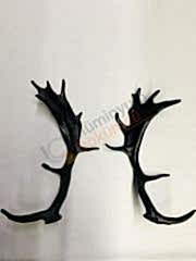 Geyik boynuzu-Döküm geyik boynuz